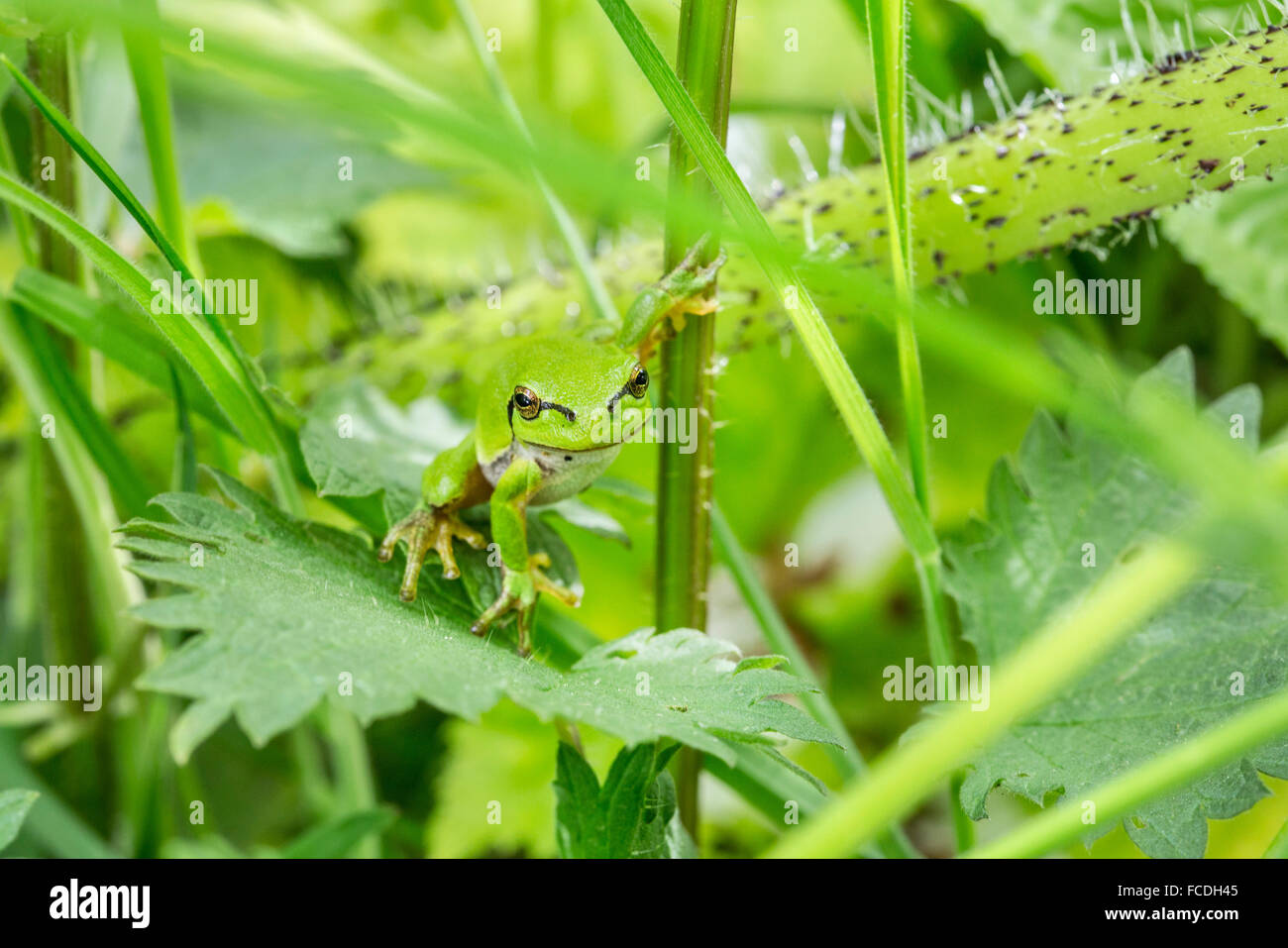 Susteren Pays-bas, près de Turku. Réserve naturelle de Doort. European tree frog (Rana anciennement Hyla arborea arborea) Banque D'Images