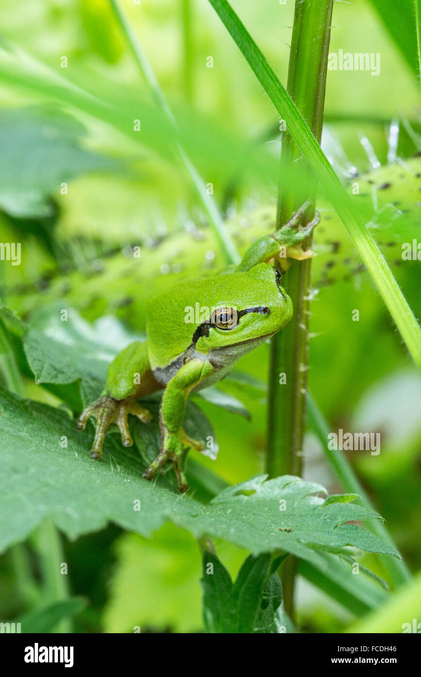 Susteren Pays-bas, près de Turku. Réserve naturelle de Doort. European tree frog (Rana anciennement Hyla arborea arborea) Banque D'Images