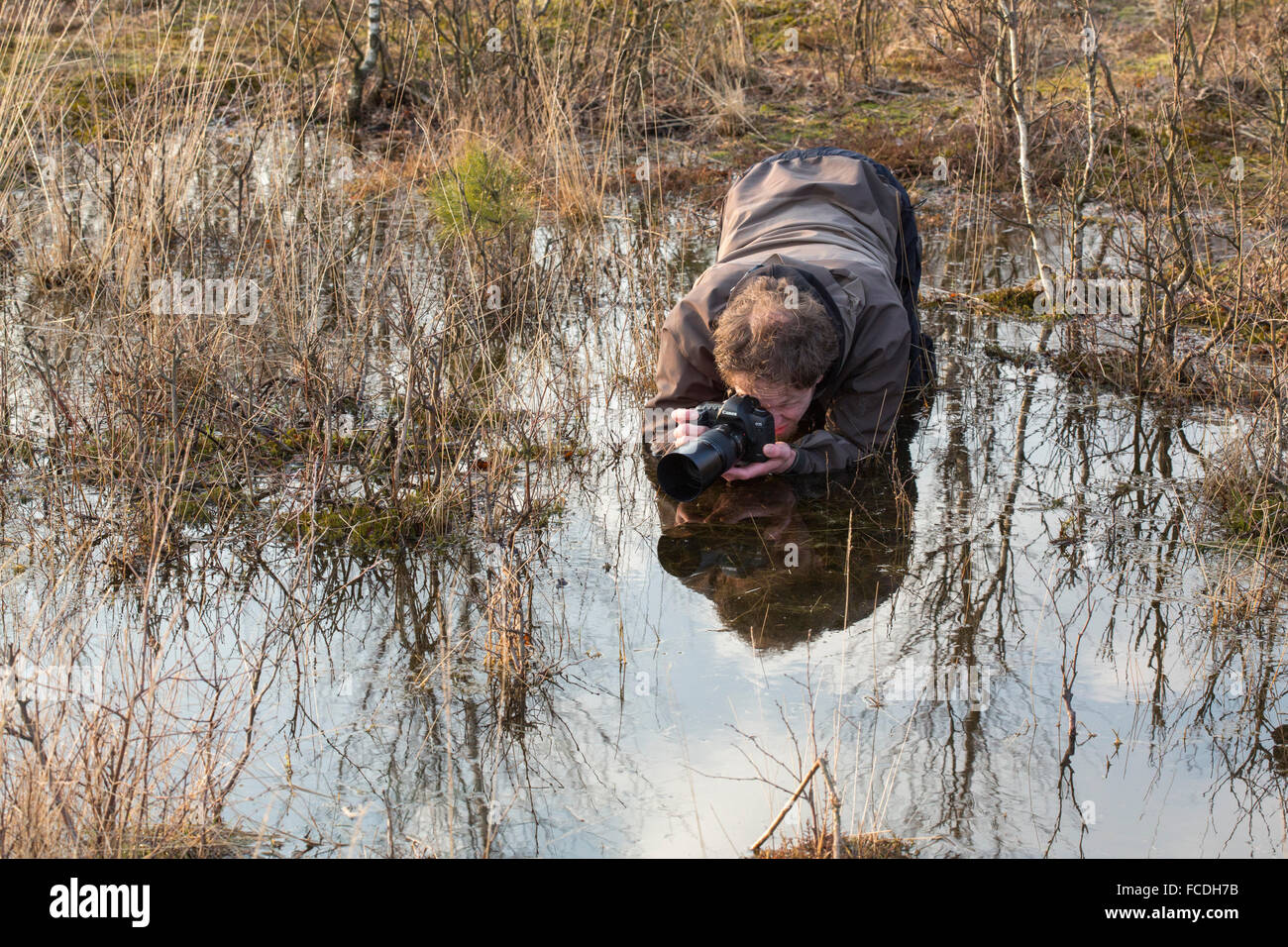 Pays-bas, Loon op Zand, réserve naturelle de Moer. Huis Ter Heide. Les photographes de prendre des images de Moor les grenouilles (Rana arvalis) Banque D'Images