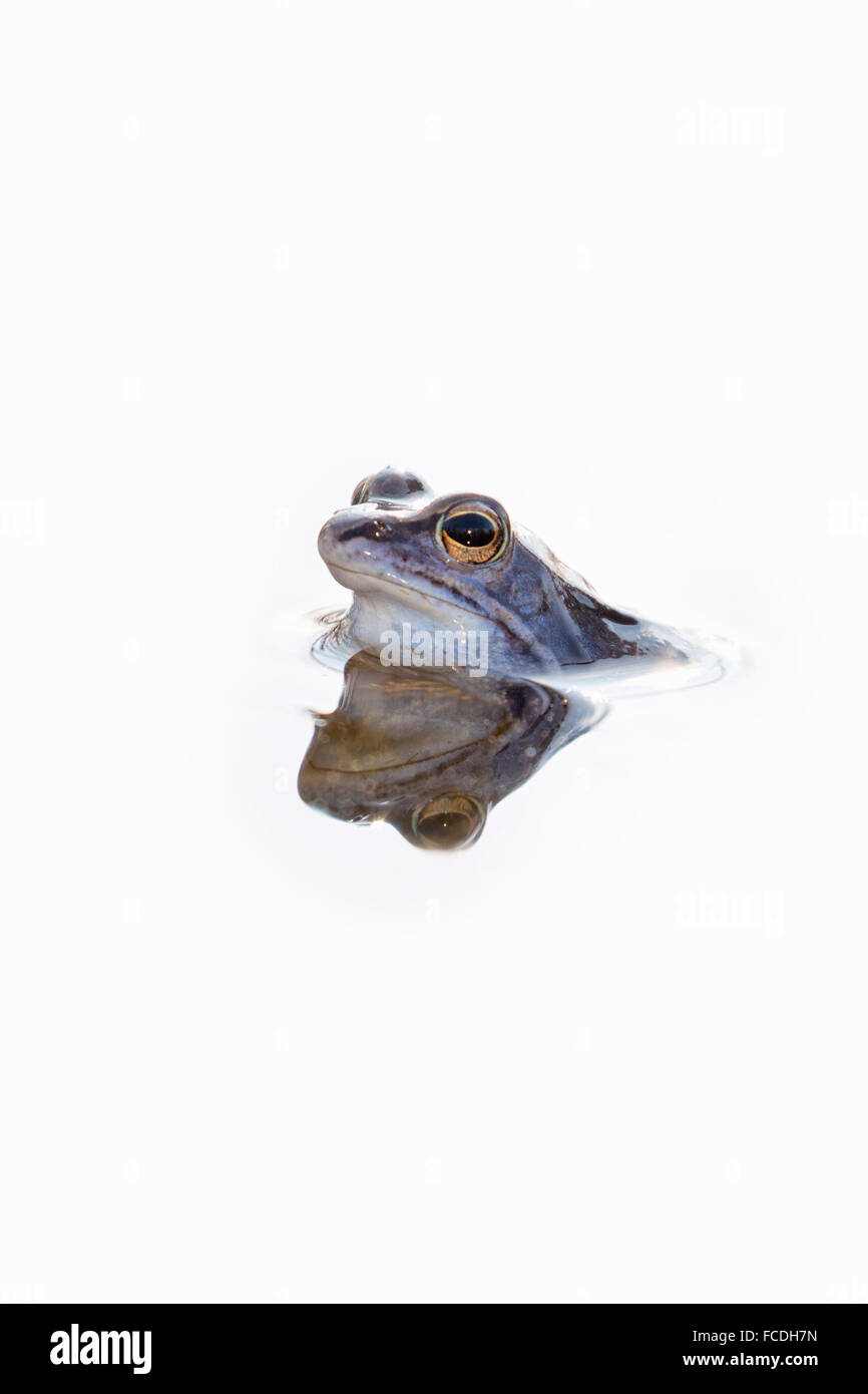 Pays-bas, Loon op Zand, réserve naturelle de Moer. Huis Ter Heide. Homme moor grenouilles (Rana arvalis) changeant de couleur Banque D'Images