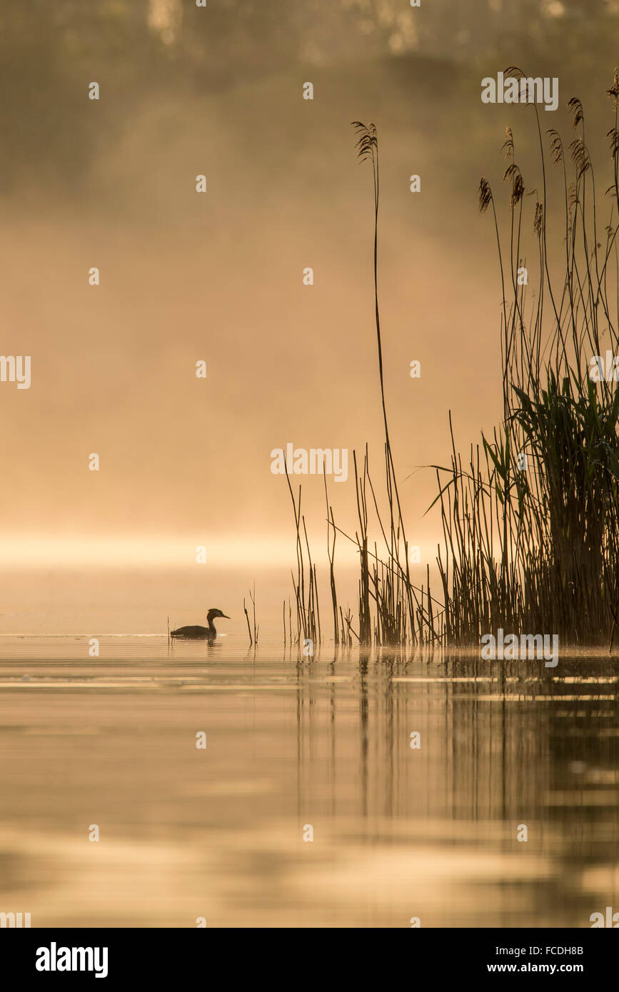 Pays-bas, Amsterdam, parc national De Biesbosch, matin calme sur l'eau. Grebe Banque D'Images