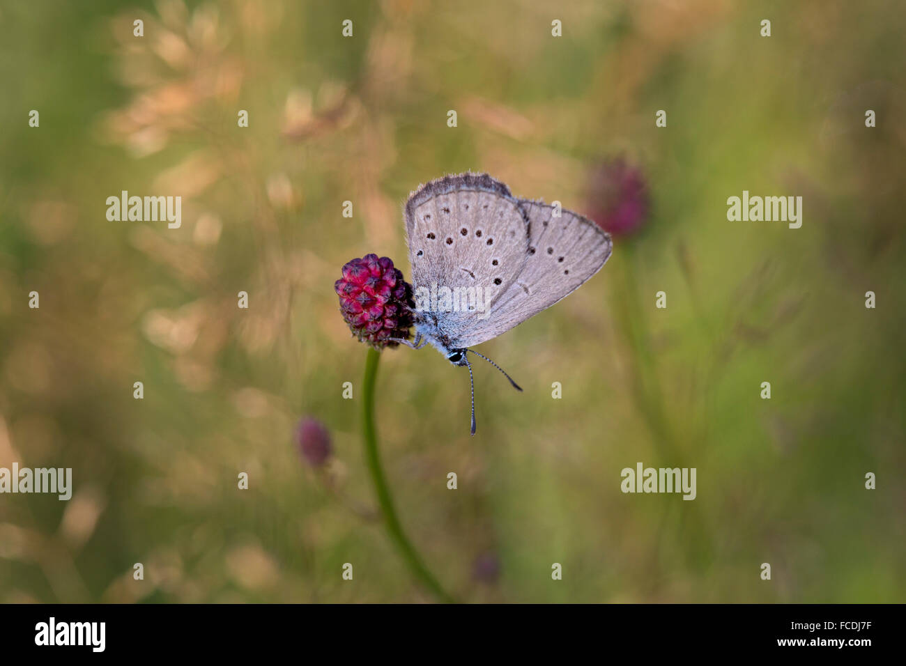 Pays-bas, Den Bosch, de Moerputten réserve naturelle. Rare grand papillon bleu sur Sanguisorba officinalis (pimprenelle) Banque D'Images