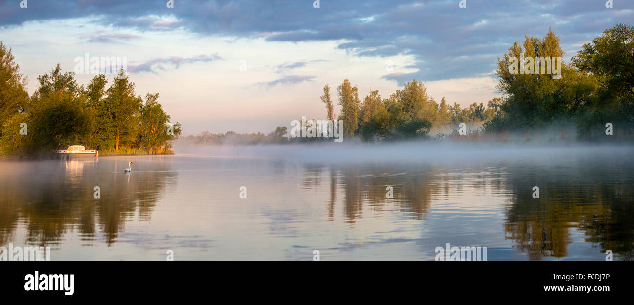 Pays-bas, Amsterdam, parc national De Biesbosch, cygne muet et petit yacht dans la brume du matin. Vue panoramique Banque D'Images