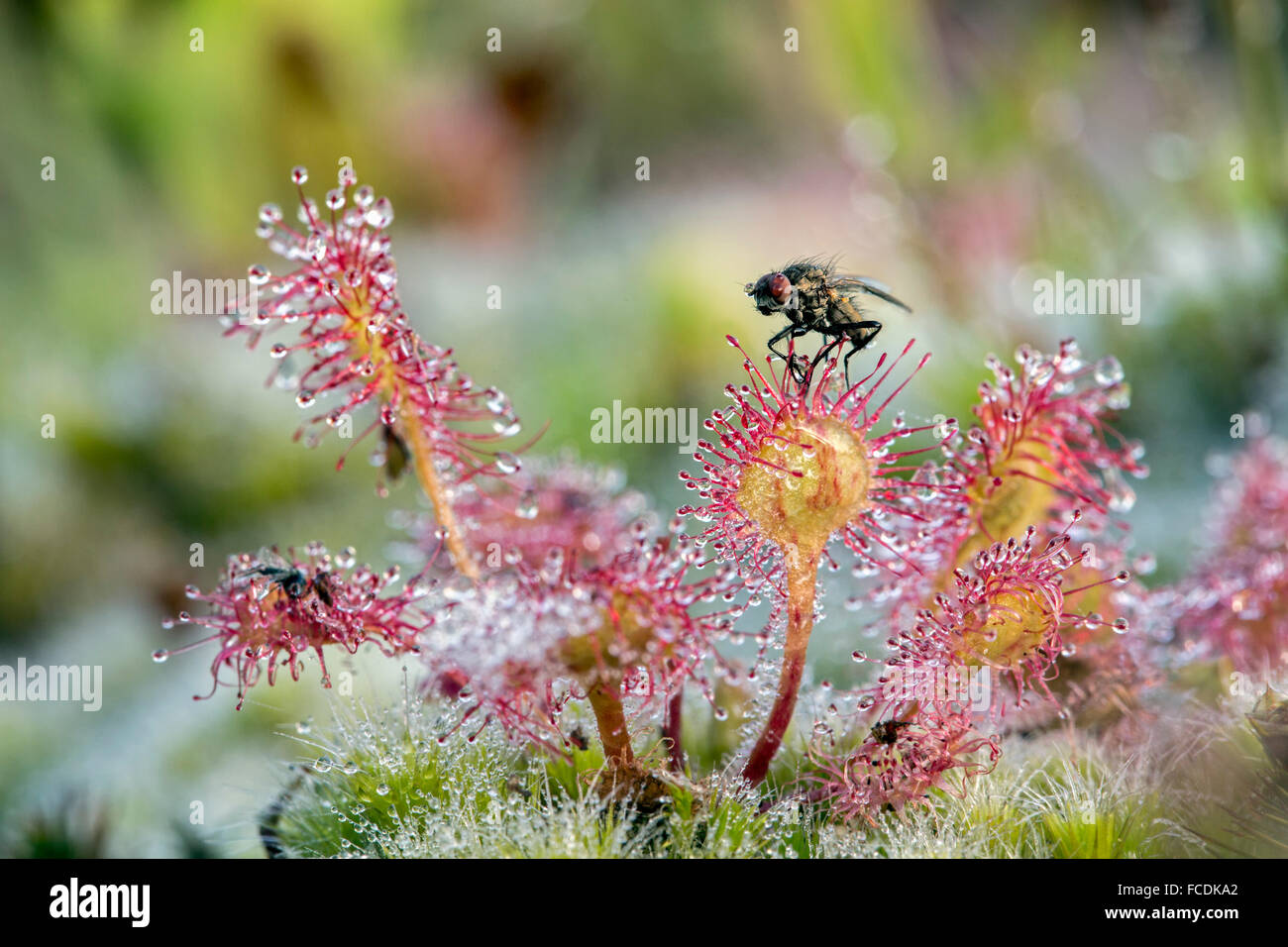 Pays-bas, Bussum, réserve naturelle Zanderij. Cruysbergen Droséra. Plante avec des poils glanduleux collants insectes piège Fly Banque D'Images