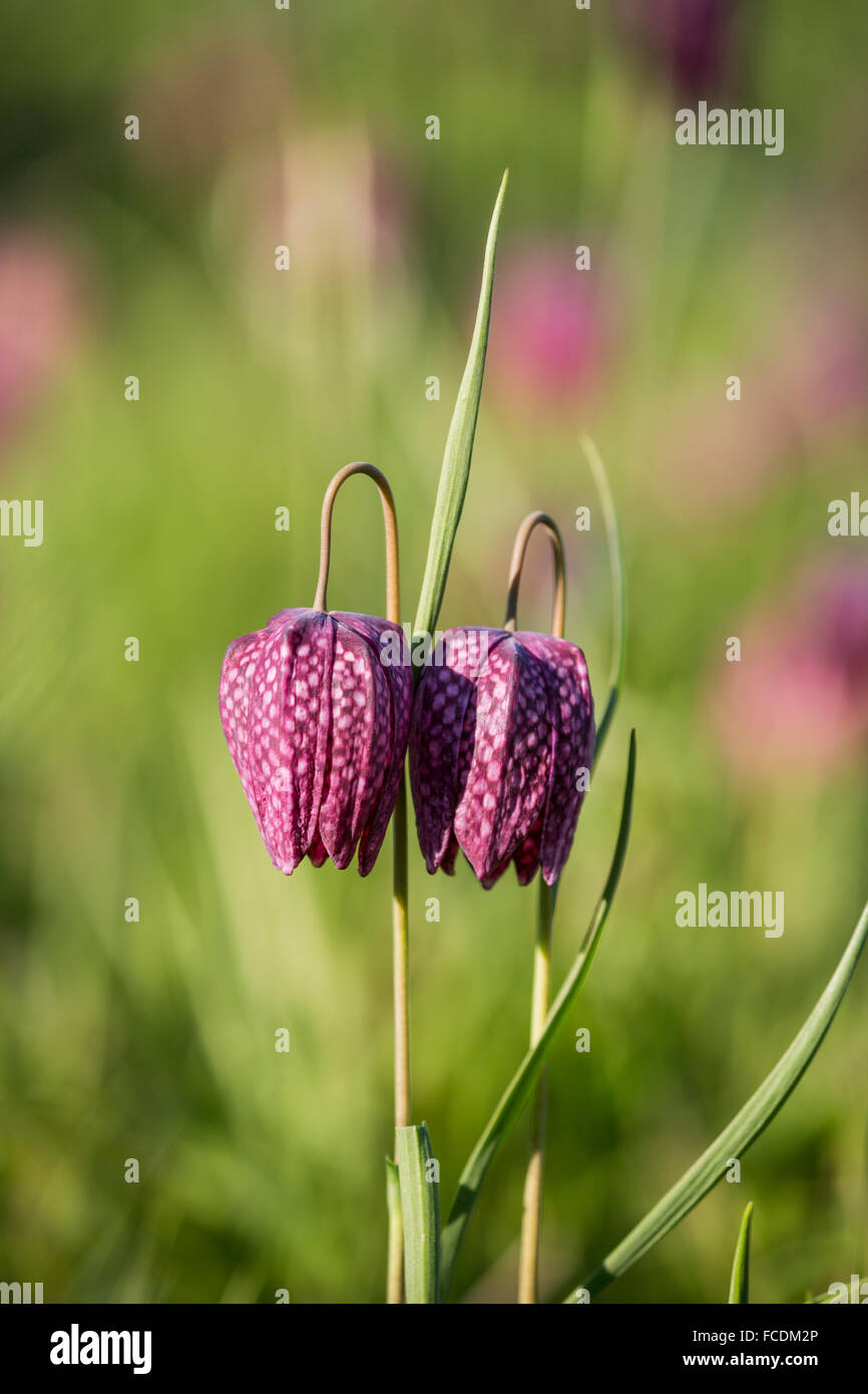 Pays-bas, Gouda, jardin botanique. Fritillary fleurs Banque D'Images