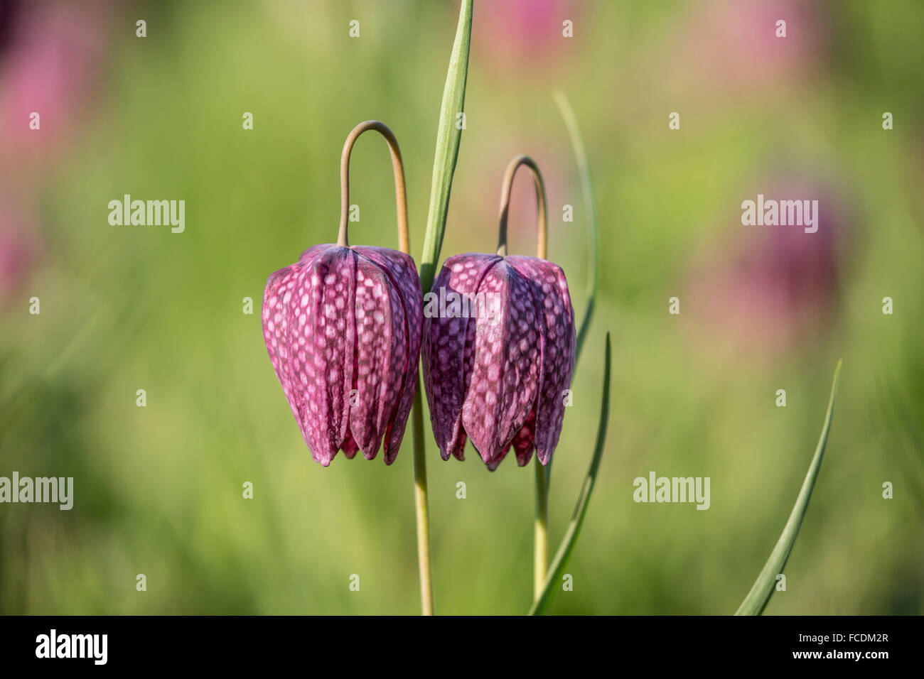 Pays-bas, Gouda, jardin botanique. Fritillary fleurs Banque D'Images