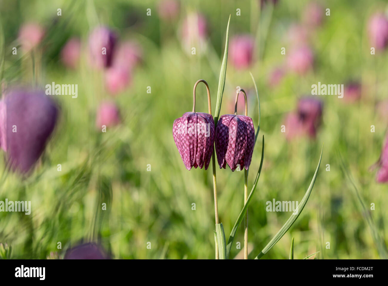 Pays-bas, Gouda, jardin botanique. Fritillary fleurs Banque D'Images
