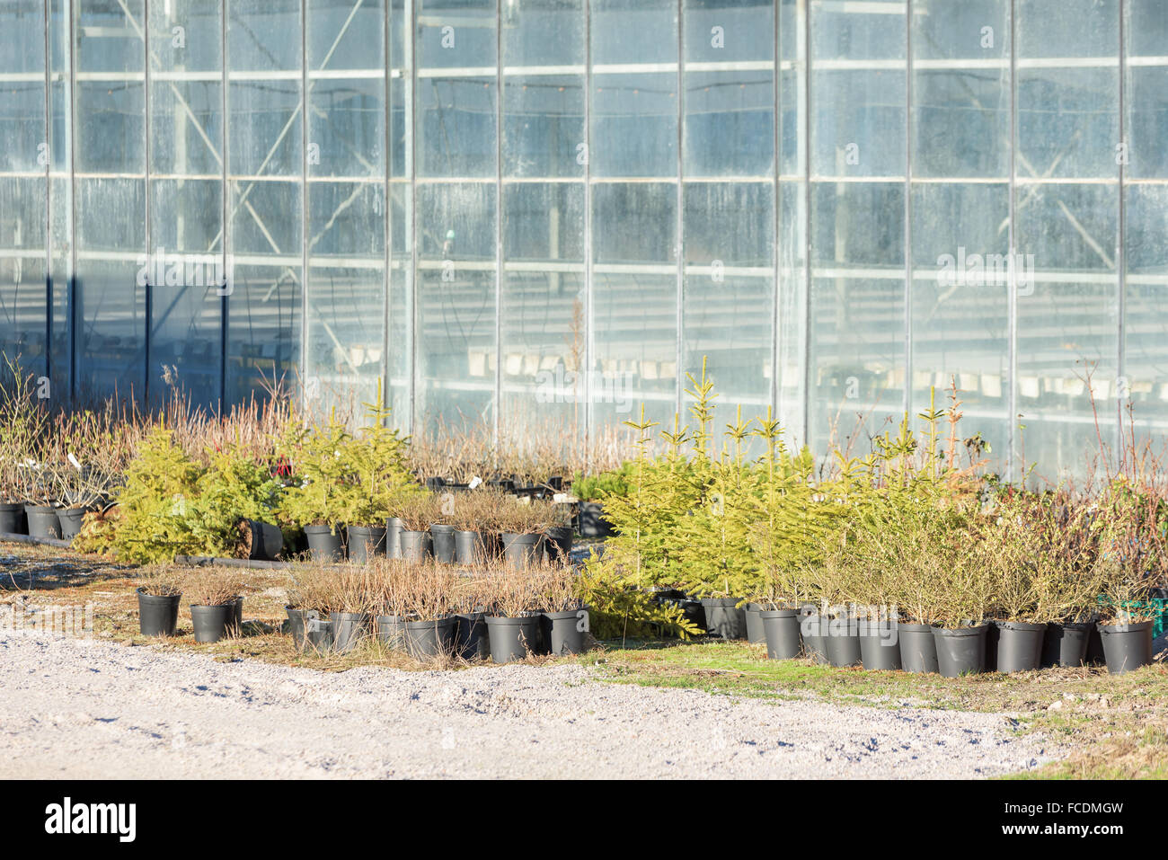 Plantes rustiques se tiennent à l'extérieur d'une serre. Les jeunes plantes et arbres en noir les pots en plastique. Les émissions avec Banque D'Images