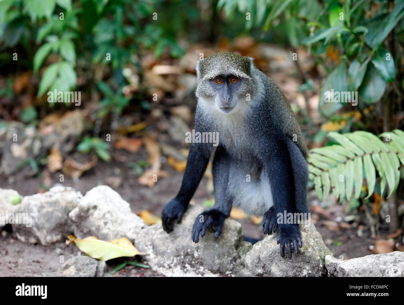 La faune sauvage monkey jungle face fond vert sur Zanzibar. Tanzanie Banque D'Images