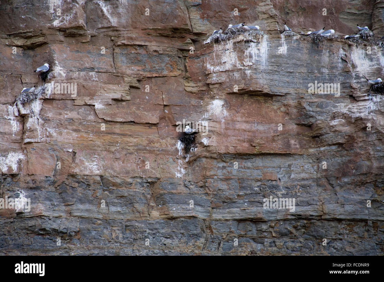 Goélands nichant sur falaise rocheuse dans le Yorkshire Staithes Banque D'Images