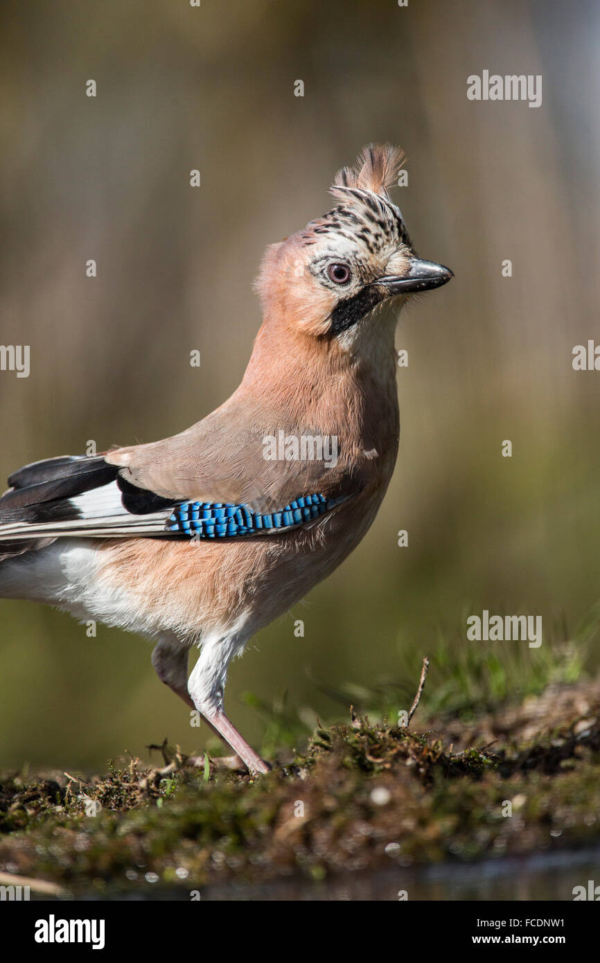 Pays-bas, 's-Graveland, 's-Gravelandse Buitenplaatsen, domaine rural appelé Spanderswoud. Eurasian jay ( Garrulus glandarius ) Banque D'Images