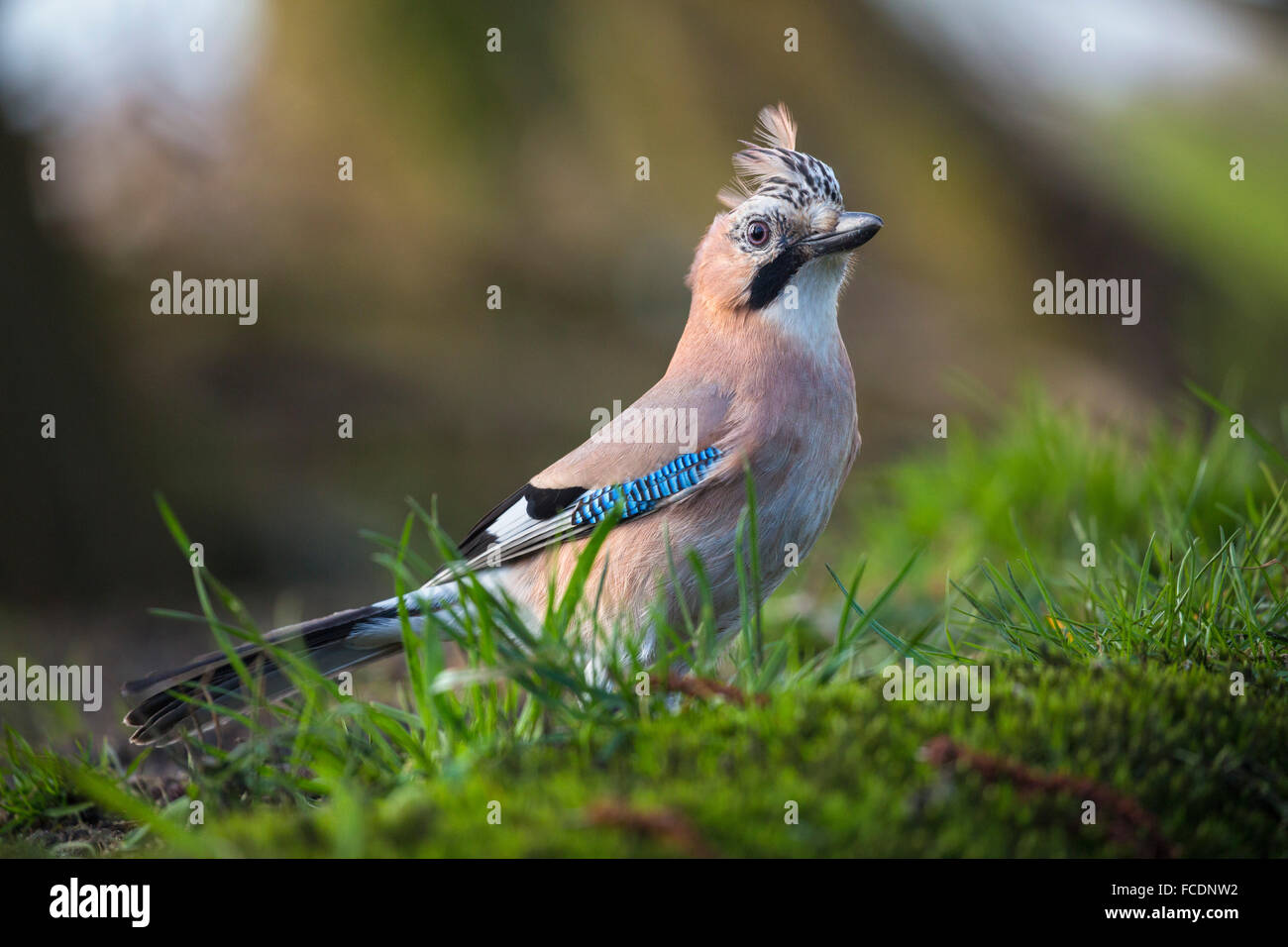 Pays-bas, 's-Graveland, 's-Gravelandse Buitenplaatsen, domaine rural appelé Spanderswoud. Eurasian jay ( Garrulus glandarius ) Banque D'Images