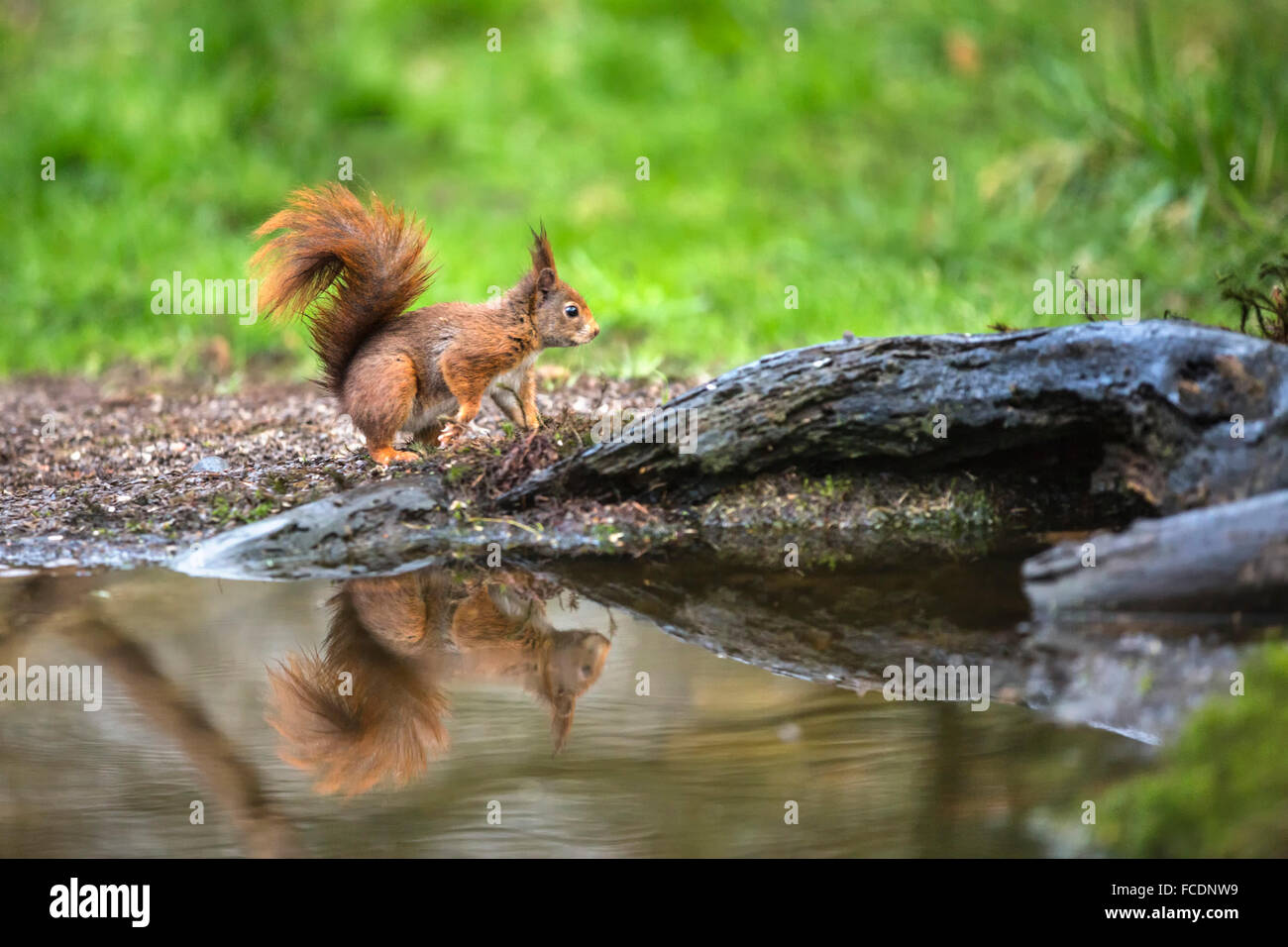 Pays-bas, 's-Graveland, 's-Gravelandse Hilverbeek Buitenplaatsen, domaine rural. Eurasian Écureuil roux (Sciurus vulgaris) Banque D'Images