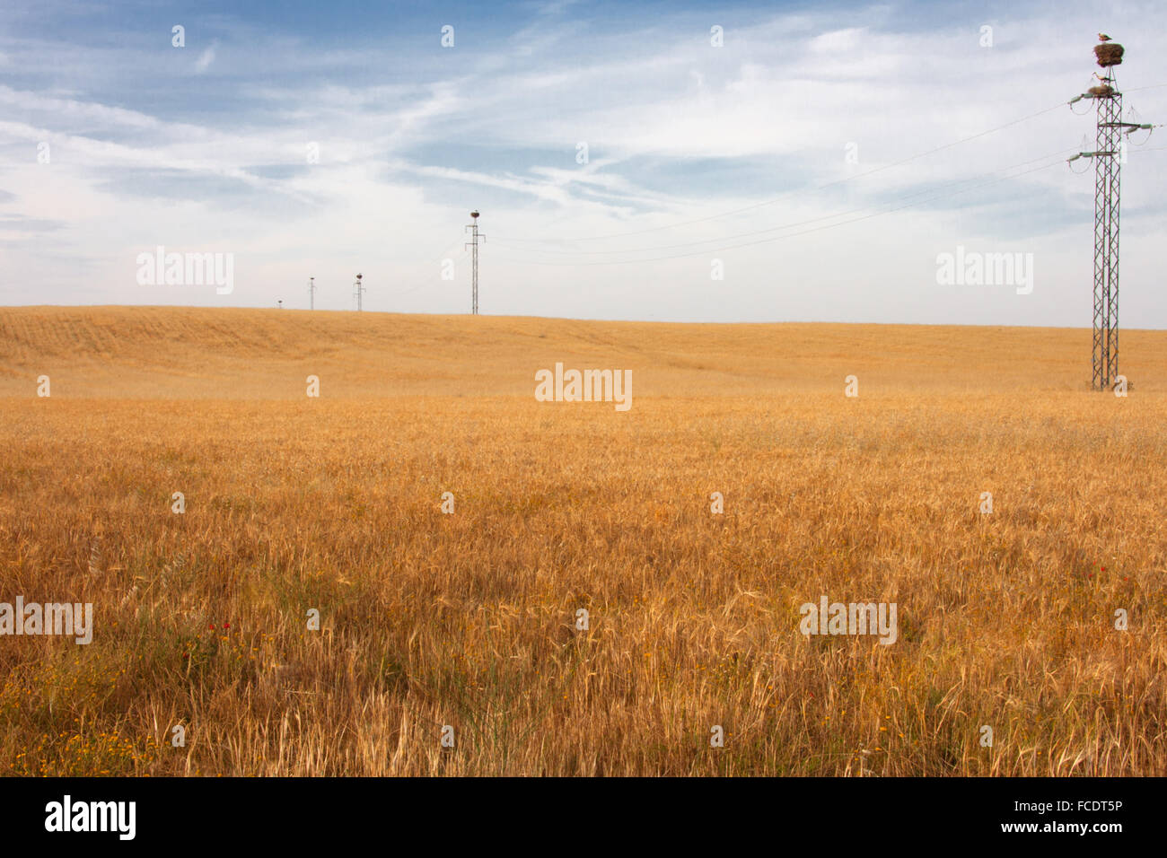Le jaune des champs de blé et de pylônes électriques plein de nids de cigognes, Espagne Banque D'Images