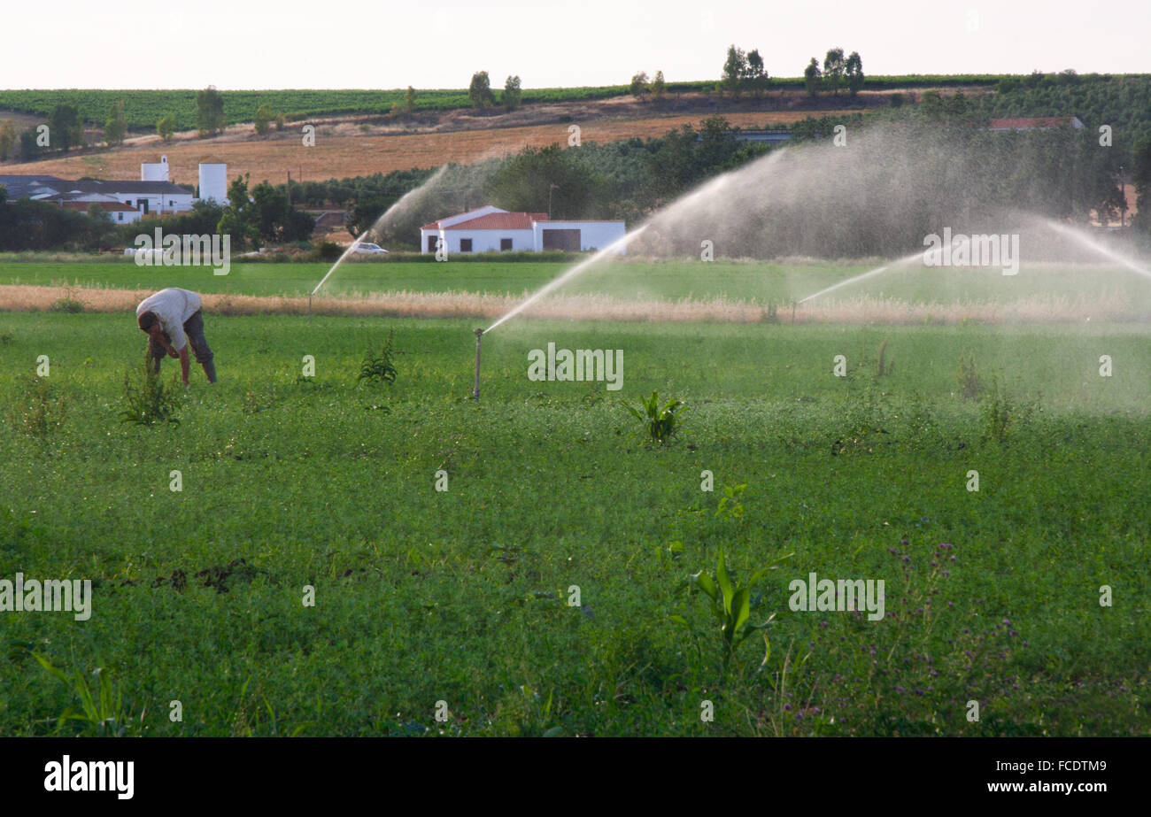 Exploitant agricole travaillant sur le champ de luzerne tout en tête l'arrosage de la prairie, Espagne Banque D'Images