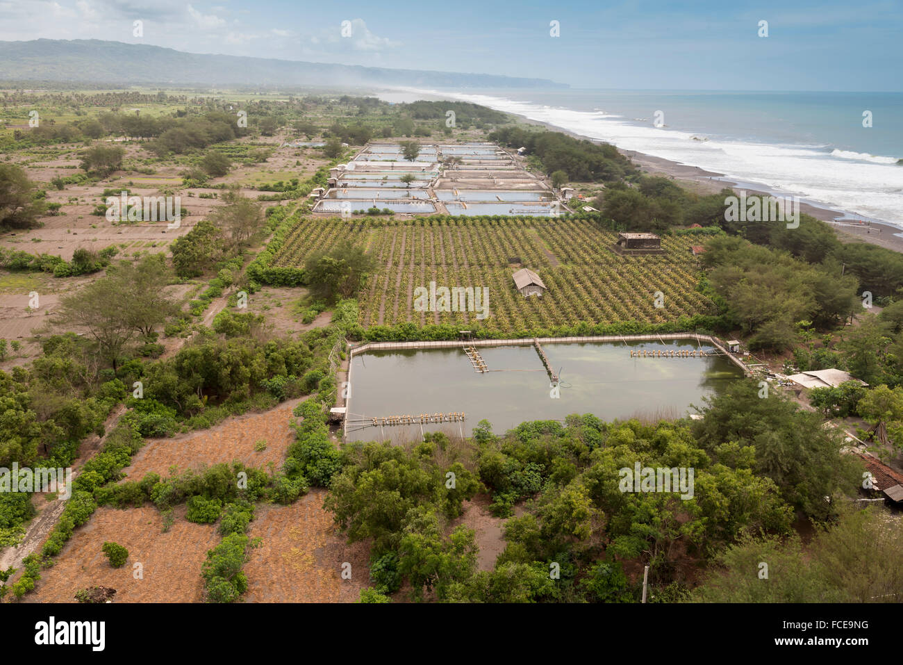 Plantation de fruits du dragon rouge (Hylocereus costaricensis) en Indonésie Banque D'Images