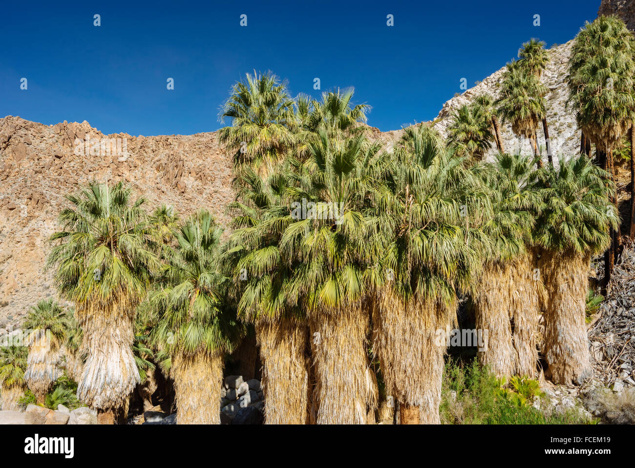 49 Palms Oasis dans Joshua Tree National Park, Californie Banque D'Images