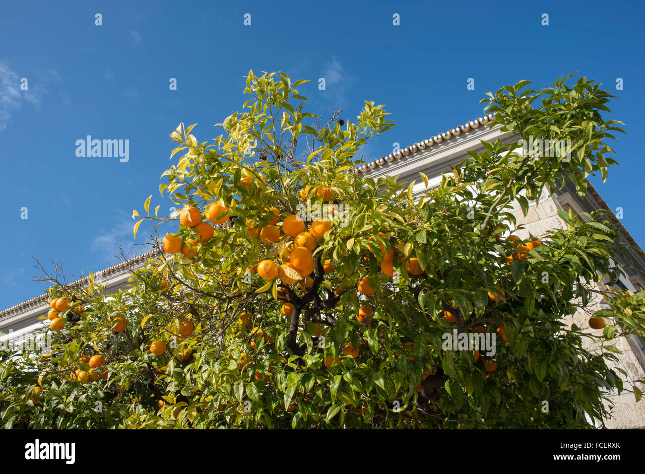 Les oranges qui poussent sur un arbre au Portugal. Banque D'Images