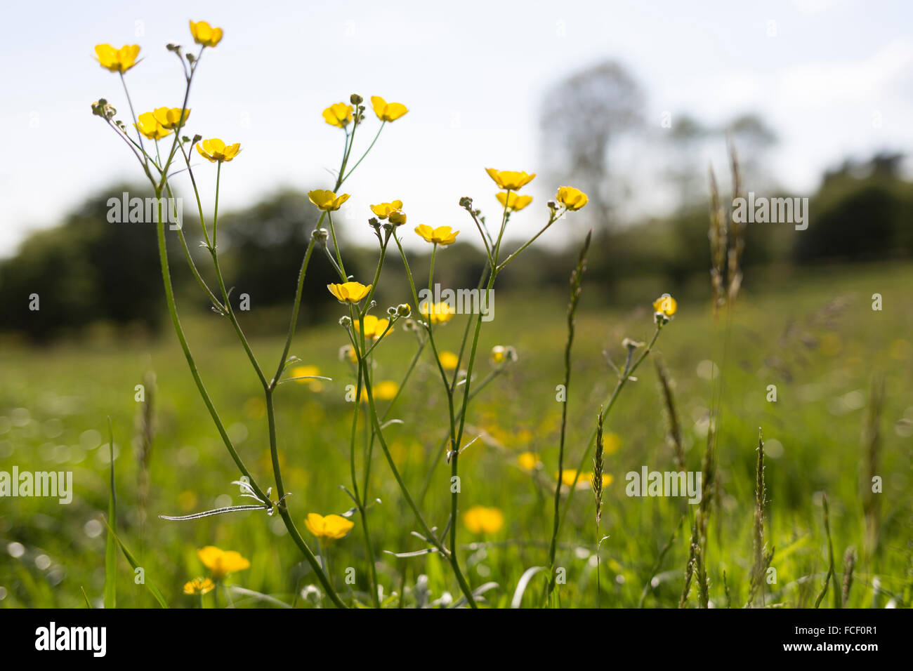 Renoncules - Summer Meadow Banque D'Images