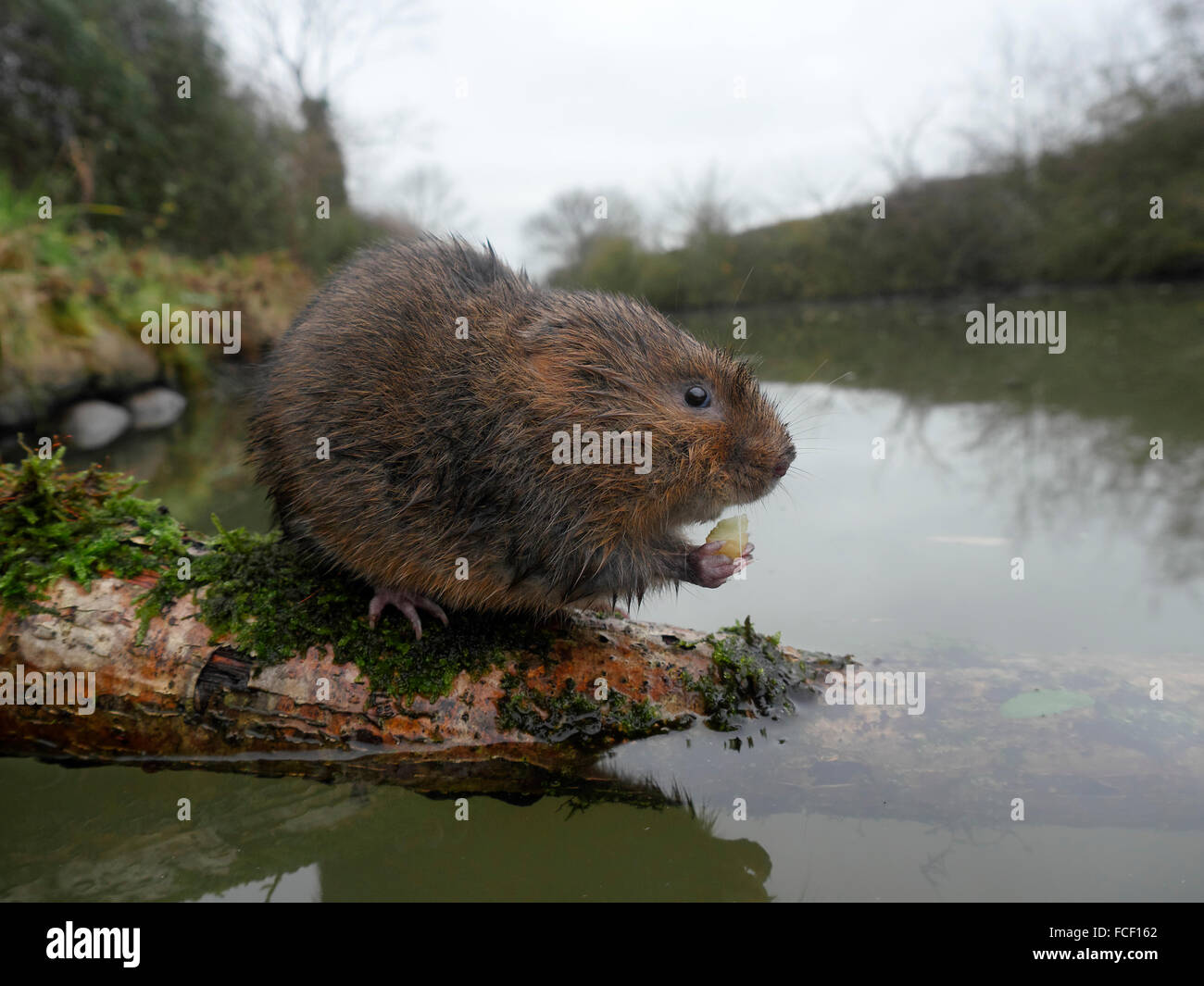 Le campagnol de l'eau, Arvicola amphibius, mammifère unique par l'eau, dans le Warwickshire, Décembre 2015 Banque D'Images