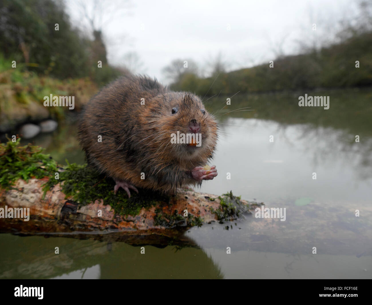 Le campagnol de l'eau, Arvicola amphibius, mammifère unique par l'eau, dans le Warwickshire, Décembre 2015 Banque D'Images