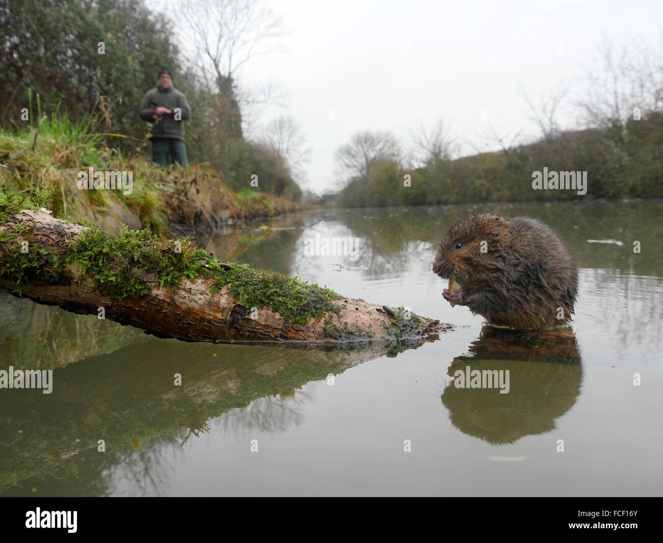 Le campagnol de l'eau, Arvicola amphibius, mammifère unique par l'eau, dans le Warwickshire, Décembre 2015 Banque D'Images