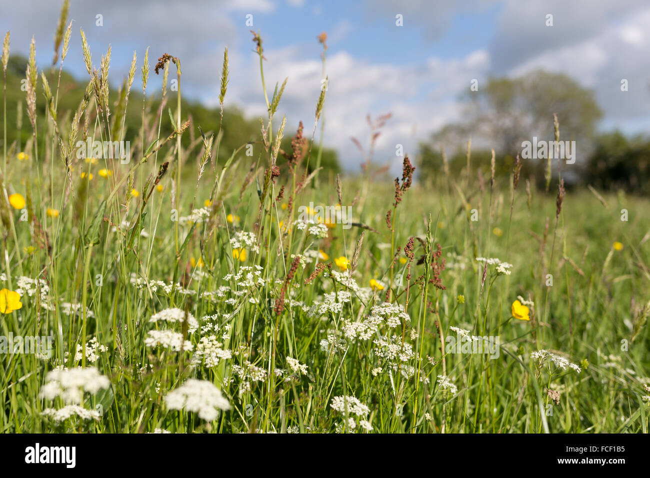 Pignut et graminées - Summer Meadow Banque D'Images