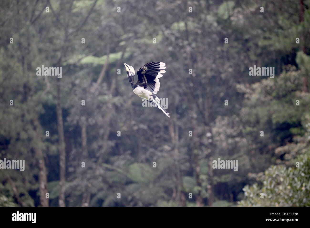 Pied-d'Orient, calao Anthracoceros albirostris, seul oiseau en vol, de l'Indonésie, Janvier 2016 Banque D'Images