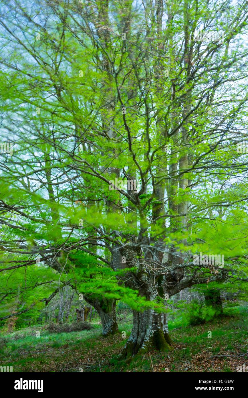 Pollarded trees Banque de photographies et d’images à haute résolution Alamy