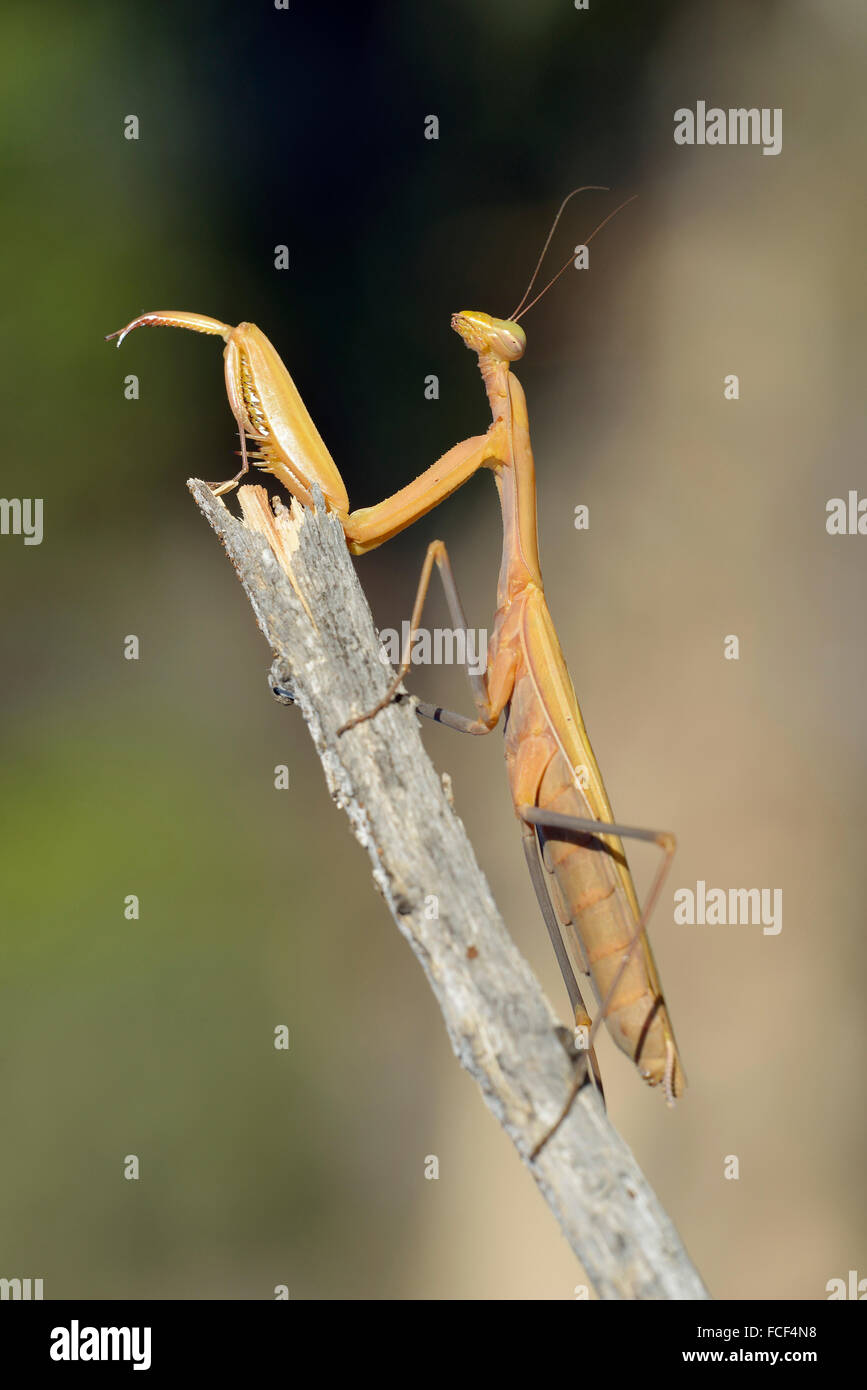 La mante religieuse - Mantis religiosa grand insecte Preditory Banque D'Images