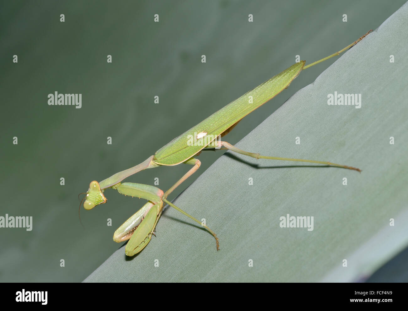 Mantis - africaine Sphodromantis viridis grand insecte vert Banque D'Images
