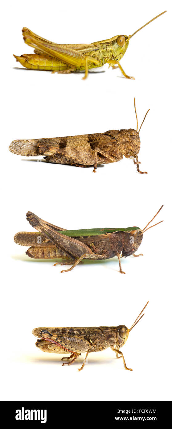 Les sauterelles isolated on white Banque D'Images
