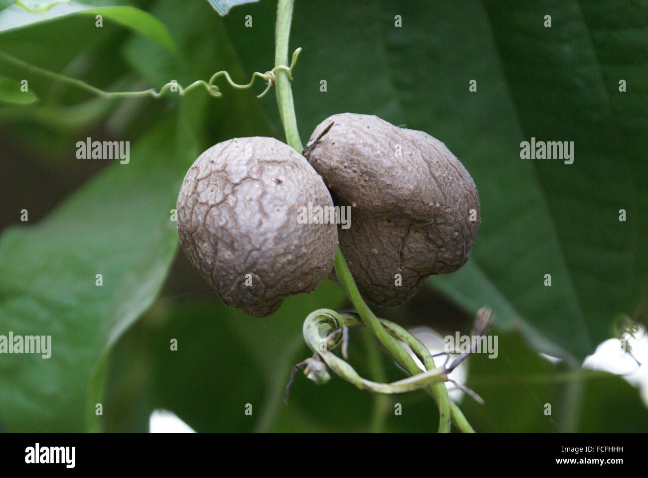 Dioscorea Alata (igname ailée) 10g (Neuf (Voir description)) à