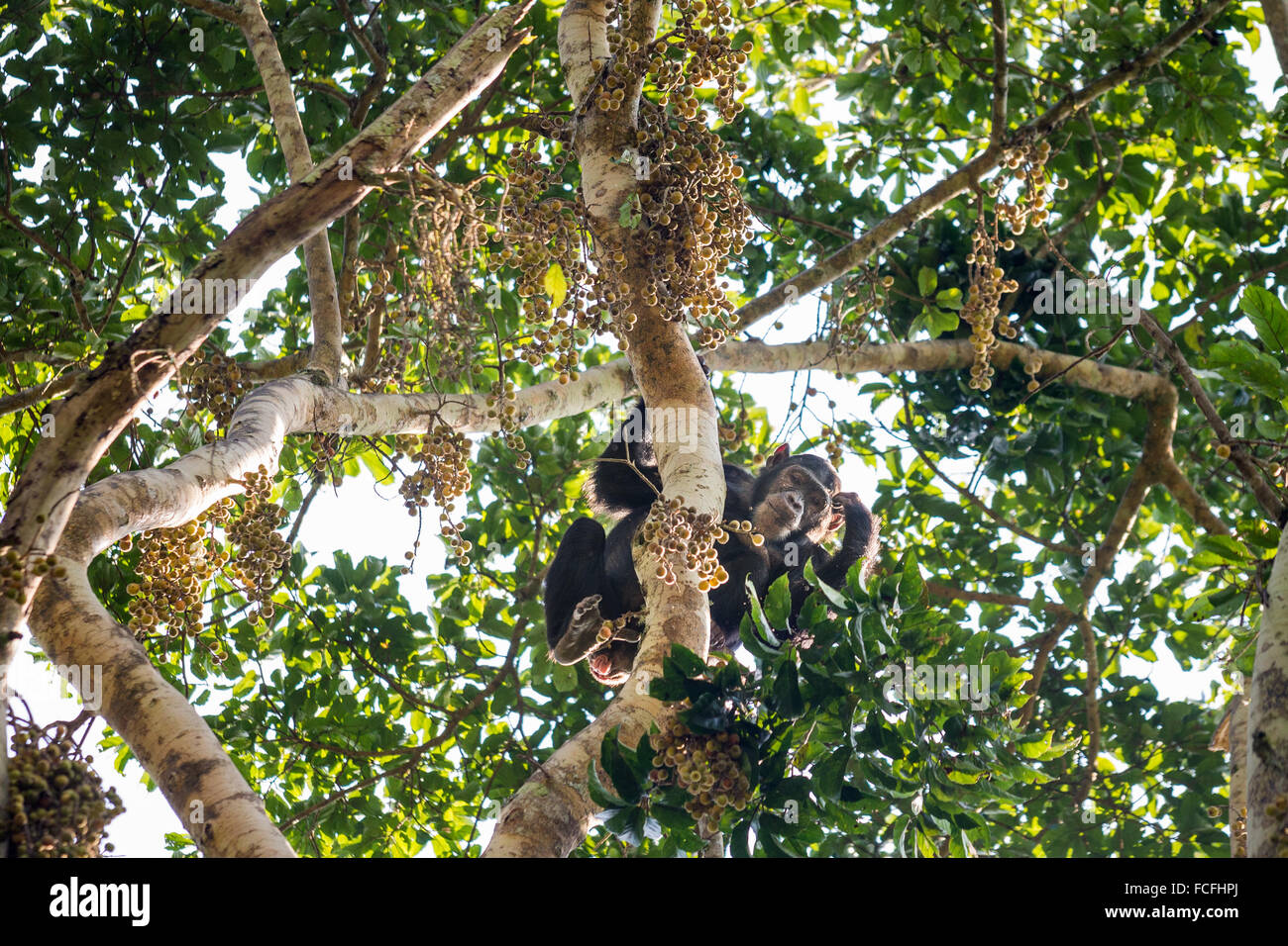 Chimpanzé (Pan troglodytes) dans les arbres dans la gorge de la rivière Kyambura dans le Parc national Queen Elizabeth, dans l'ouest de l'Ouganda Banque D'Images