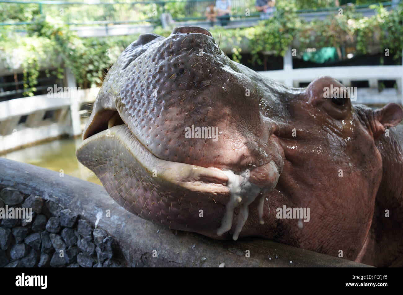 Big hippo l'alimentation des mammifères marins Banque D'Images