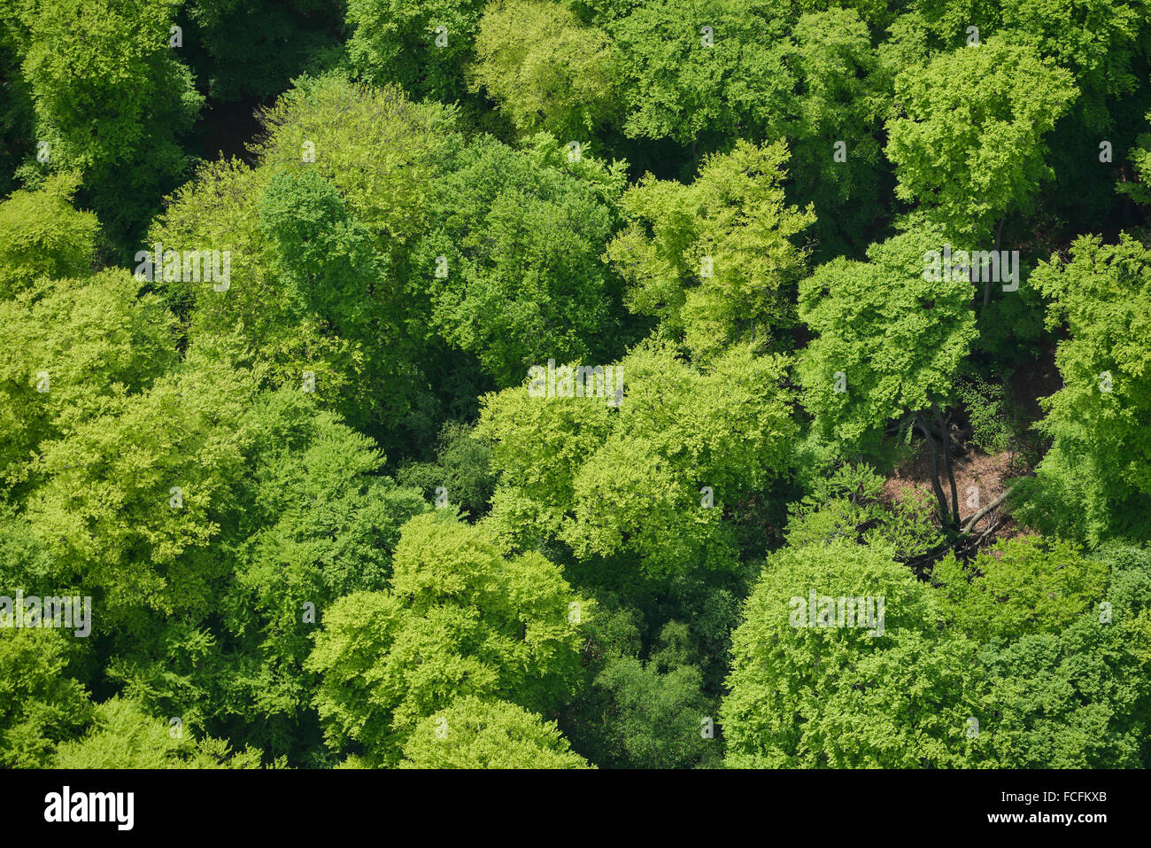 Résumé Une vue aérienne de la canopée d'une forêt au début de l'été Banque D'Images