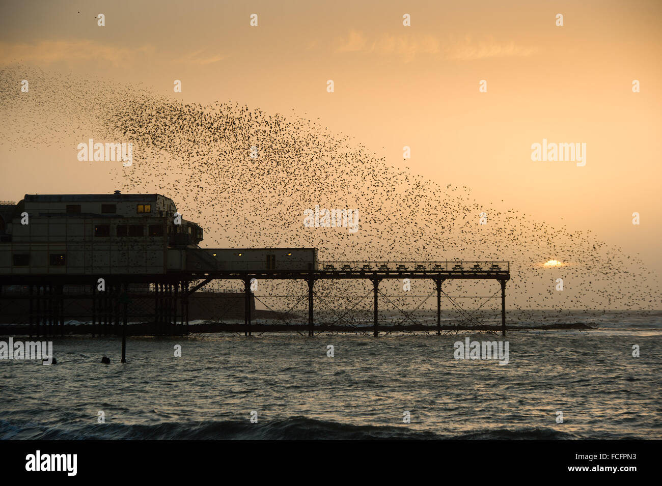 Pays de Galles Aberystwyth UK, vendredi 22 janvier 2016 Des milliers d'étourneaux prendre le ciel au-dessus de la jetée de Aberystwyth au coucher du soleil avant de s'installer pour la nuit sur le site de la structure de la fonte les jambes dans un rituel spectaculaire répétée quotidiennement au cours de l'automne et l'hiver chaque soir entre octobre et mars, des dizaines de milliers d'oiseaux voler dans urmurations "énorme ; dans le ciel au-dessus de la ville avant de s'installer au perchoir pour la nuit sur les jambes de fer de fonte de la Victorian station pier. Aberystwyth est l'un des rares gîtes starling urbaine au Royaume-Uni. Credit : Keith morris/Alamy Live News Banque D'Images