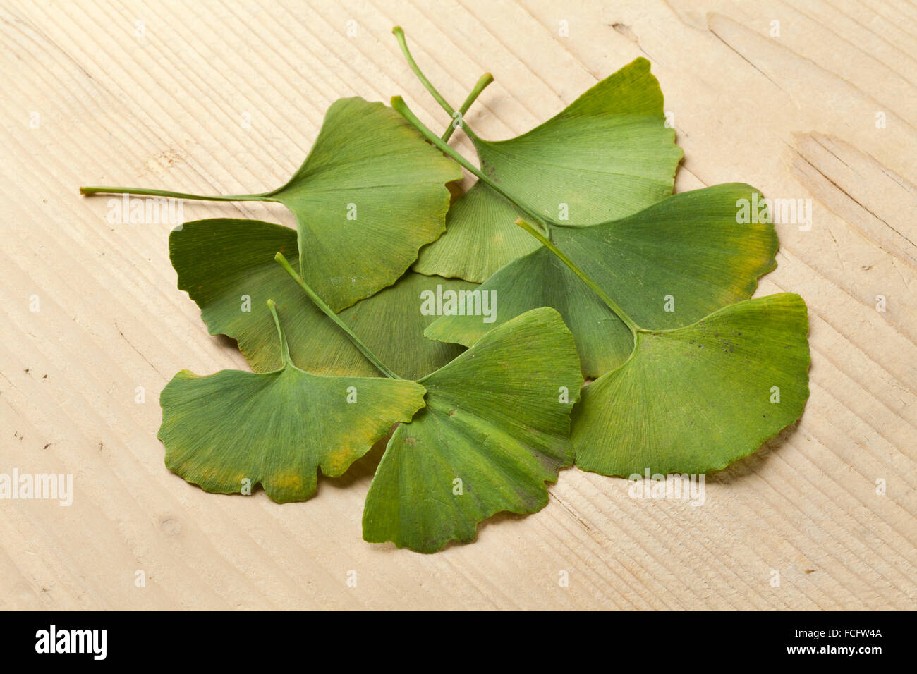 Les feuilles de ginkgo biloba verte Banque D'Images