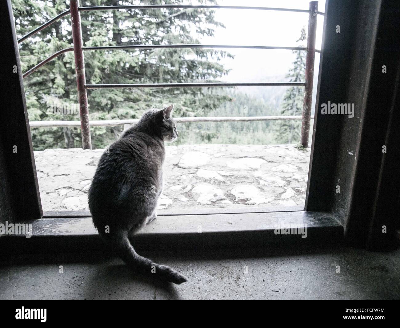 Chat gris assis au pied de la porte à l'extérieur, en forêt, près de Brasov, Roumanie, Europe. Banque D'Images