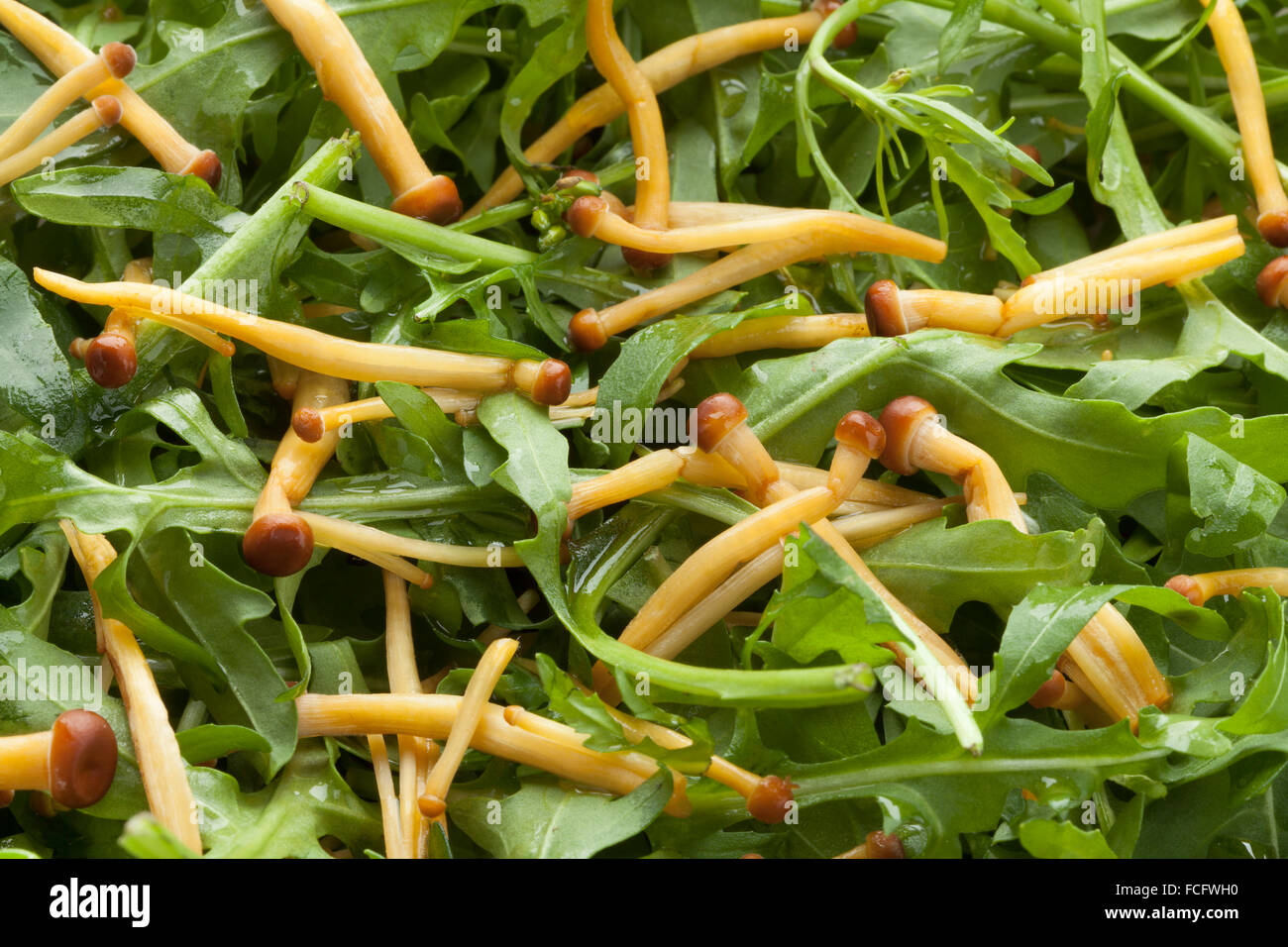 Salade de roquette fraîche et golden les champignons Enoki Banque D'Images