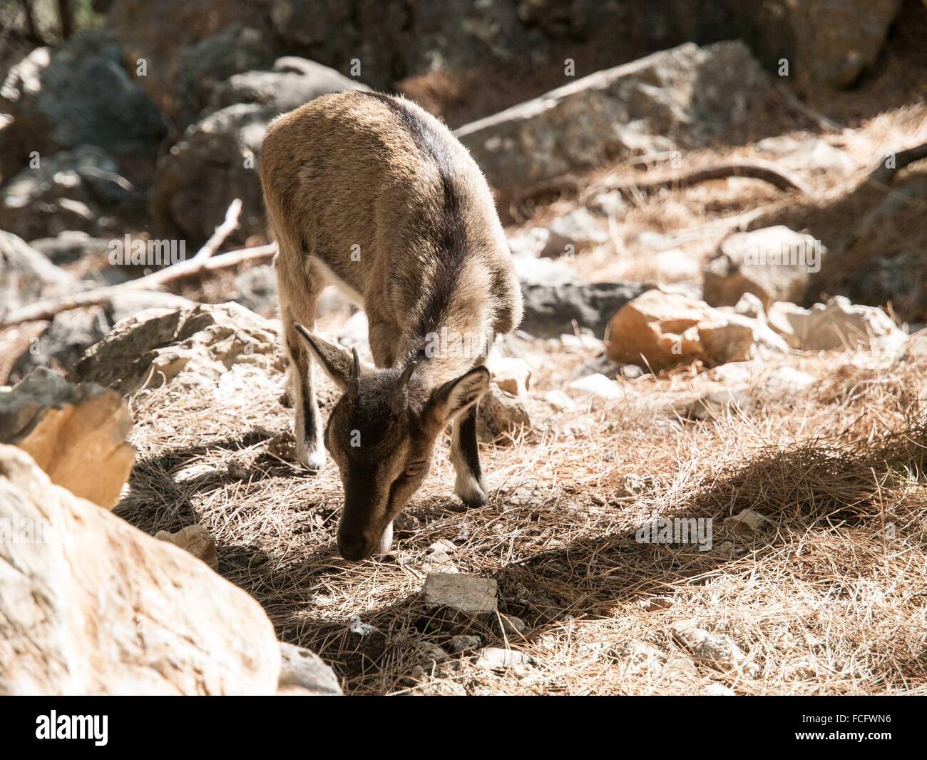 Mange de l'herbe de chèvre sur le sentier de randonnée à travers la gorge Samarian sur l'île de Crète, Grèce, Europe. Banque D'Images