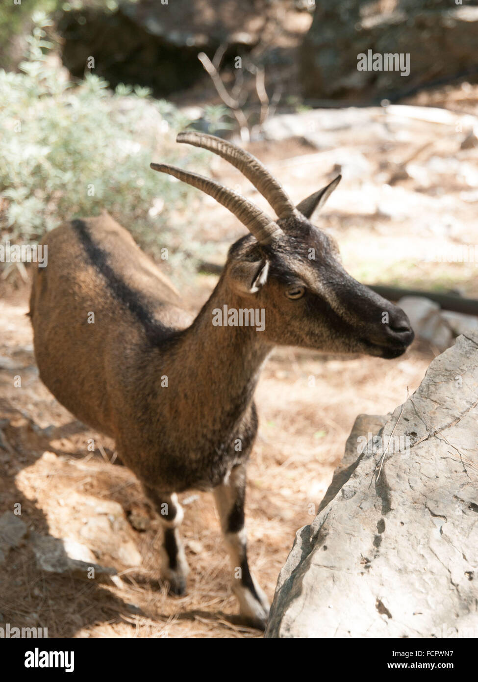 Chèvre sur le sentier de randonnée à travers la gorge Samarian sur l'île de Crète, Grèce, Europe. Banque D'Images