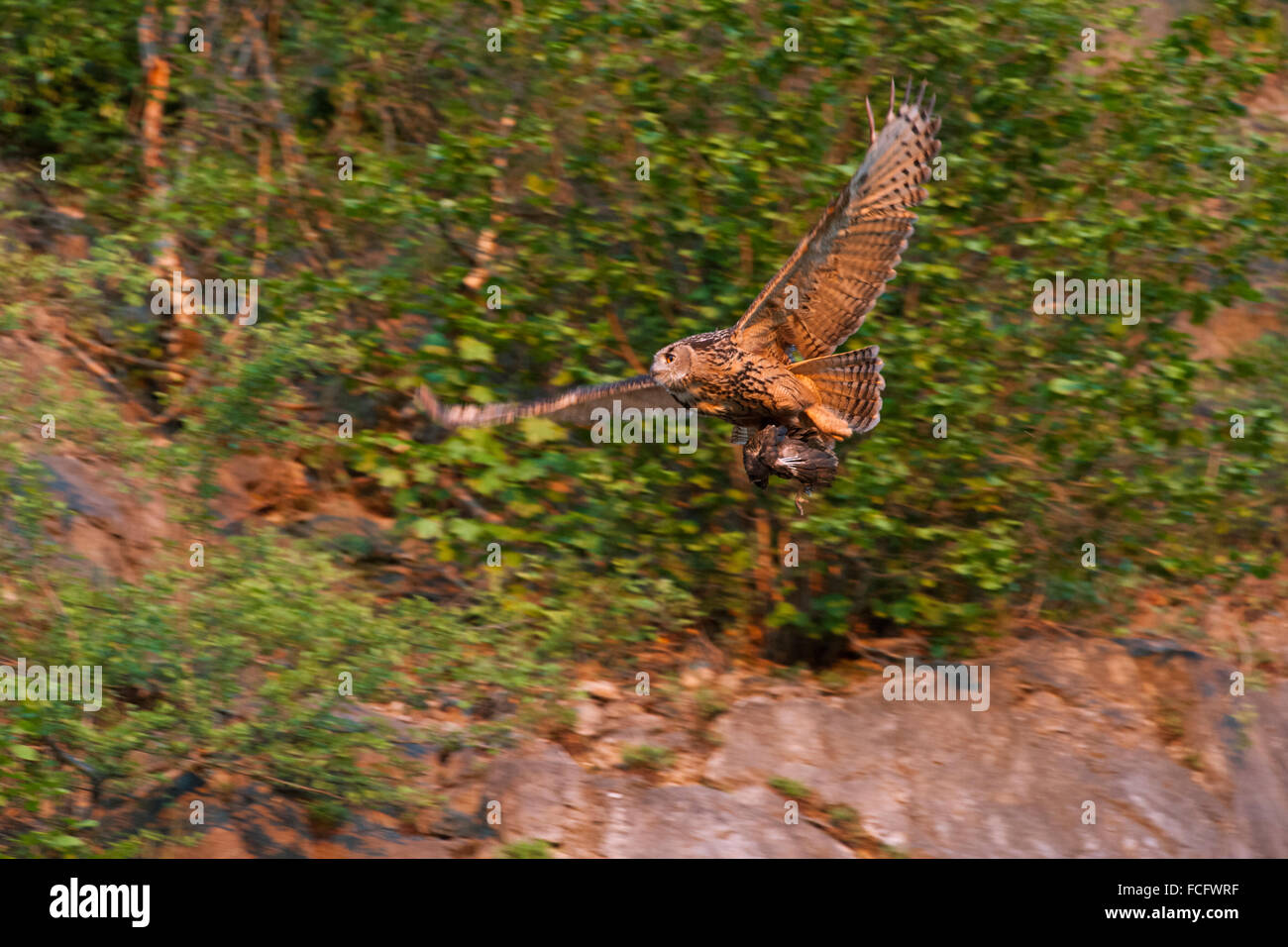 Le nord du Grand-duc Bubo bubo ( ) en vol avec une proie pour ses poussins, vole le long de la falaise d'une ancienne carrière, de la faune, de l'Allemagne. Banque D'Images