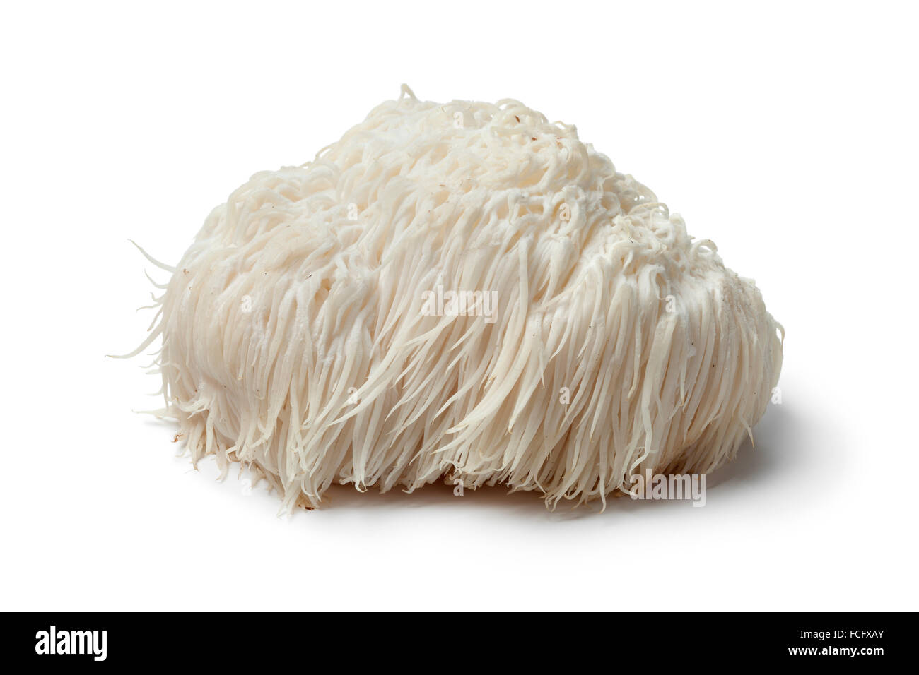 Seule la crinière de lion sur fond blanc de champignons Banque D'Images