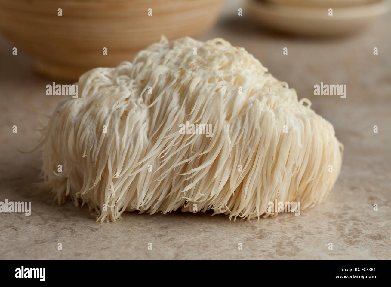 Seul champignon crinière de lion Banque D'Images