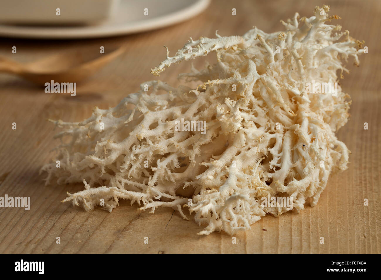 Corail champignon comestible blanc frais Banque D'Images