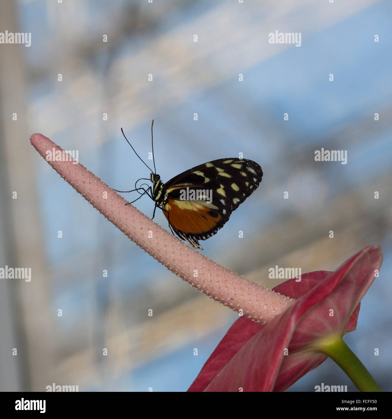 Tiger longwing (papillon Heliconius hecale) sur une fleur d'Anthurium avec ailes repliées Banque D'Images