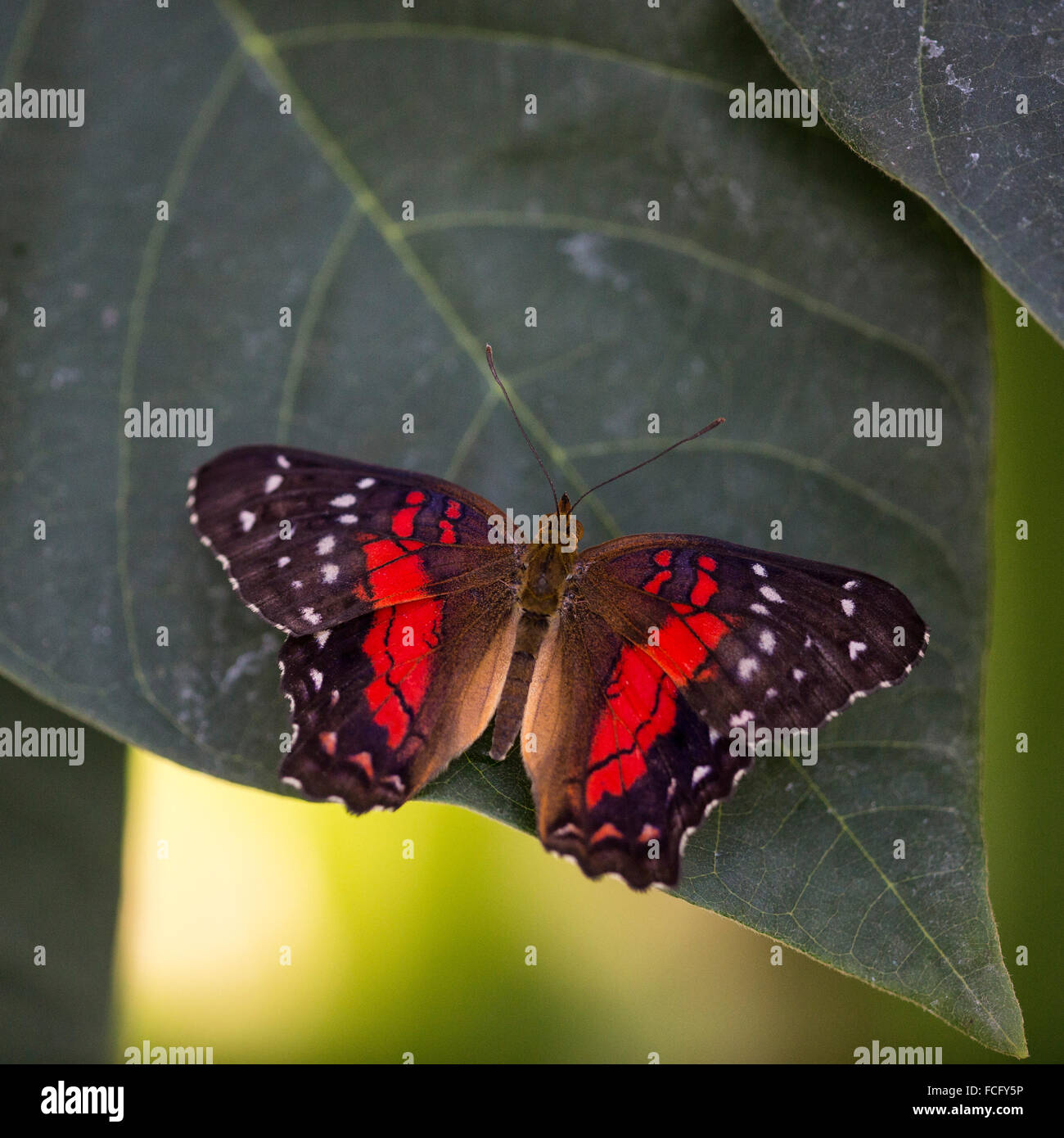 Papillon paon écarlate (Anartia amathea) Banque D'Images