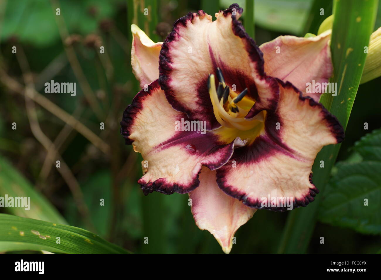 Hemerocallis hémérocalle, fleurs Banque D'Images