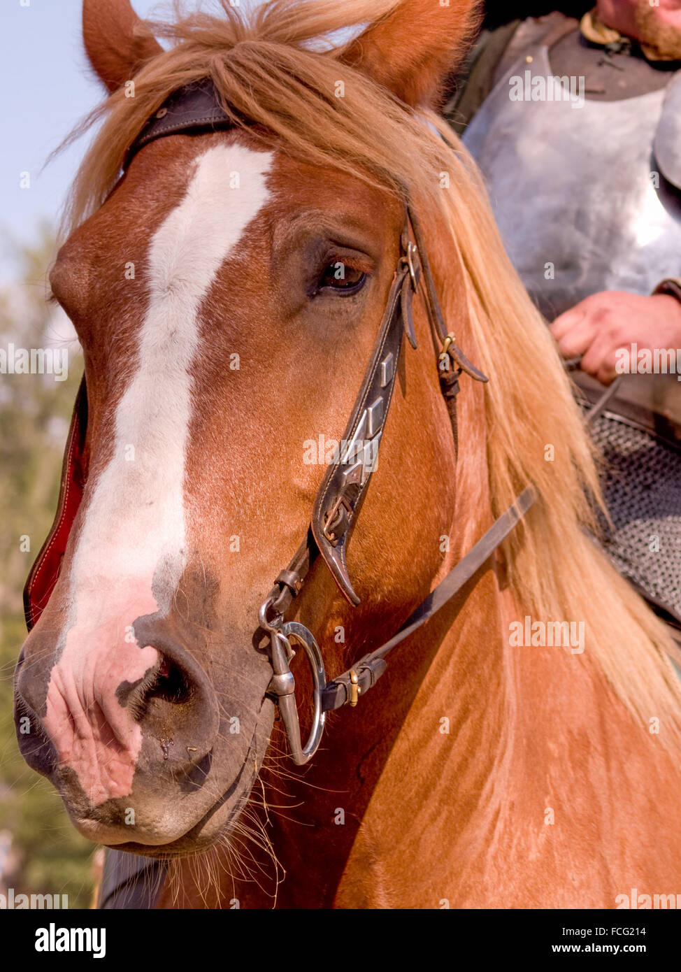 Chevalier en armure et cotte à cheval au Festival Renaissance au Michigan, USA. Banque D'Images